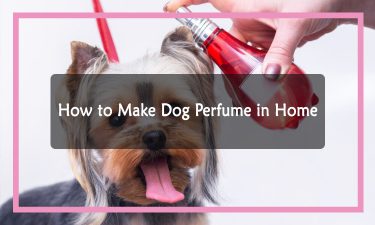Dog Perfume in Home