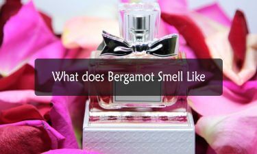 What Does Bergamot Smell Like